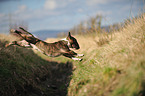 jumping Miniature Bullterrier