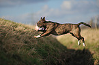 jumping Miniature Bullterrier