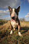 sitting Miniature Bullterrier