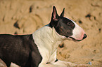 Miniature Bullterrier Portrait