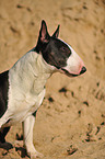 Miniature Bullterrier Portrait