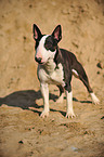 standing Miniature Bullterrier