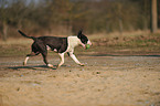 playing Miniature Bullterrier