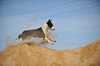 running Miniature Bullterrier