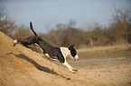 jumping Miniature Bullterrier