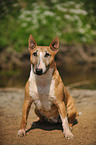 sitting Miniature Bullterrier