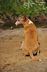 sitting Miniature Bullterrier