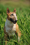 sitting Miniature Bullterrier