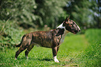 Miniature Bullterrier