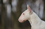 Miniature Bullterrier Portrait