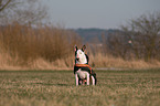 sitting Miniature Bullterrier