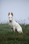 sitting English Bull Terrier