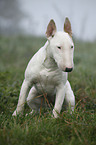 sitting English Bull Terrier