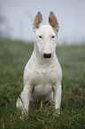 sitting English Bull Terrier