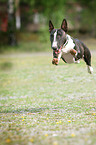 jumping Miniature Bullterrier