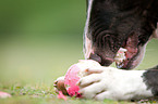 Miniature Bullterrier breaks ball