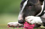 Miniature Bullterrier breaks ball