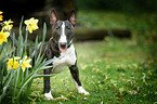 Miniature Bullterrier