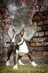 Miniature Bullterrier