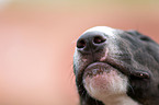 Miniature Bullterrier mouth