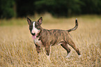 Miniature Bullterrier