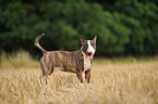 Miniature Bullterrier