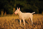 Miniature Bullterrier