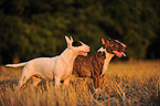 2 Miniature Bullterrier