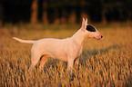 Miniature Bullterrier