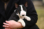 Miniature Bullterrier Puppy