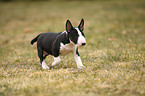 Miniature Bullterrier Puppy