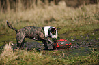 playing Miniature Bullterrier