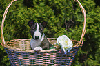 Miniature Bullterrier