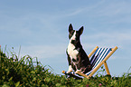 sitting Miniature Bullterrier