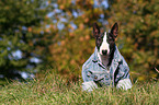 sitting Miniature Bullterrier