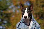 Miniature Bullterrier Portrait