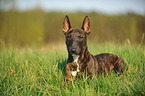 lying Miniature Bullterrier