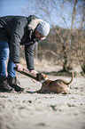 Man plays with Miniature Bull Terrier