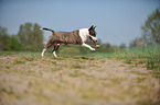running Miniature Bullterrier