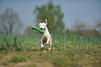 playing Miniature Bullterrier