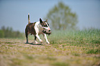 playing Miniature Bullterrier