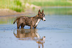 bathing Miniature Bull Terrier