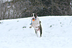playing Miniature Bull Terrier