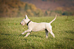 running Miniature Bull Terrier
