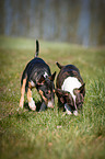 Miniature Bull Terrier