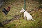 Miniature Bull Terrier and chicken