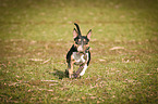 playing Miniature Bull Terrier