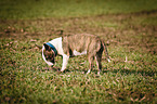 Miniature Bull Terrier