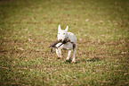 Miniature Bull Terrier