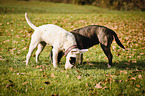 Miniature Bull Terrier